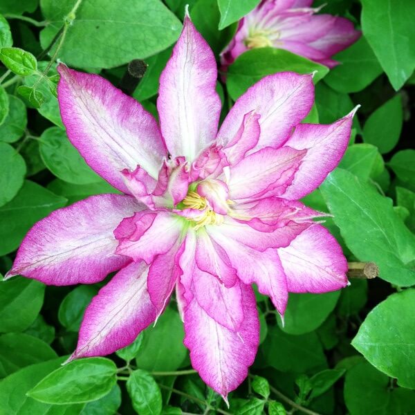 Clematis Asao (wielkokwiatowy) poj, 4l - obrazek 4