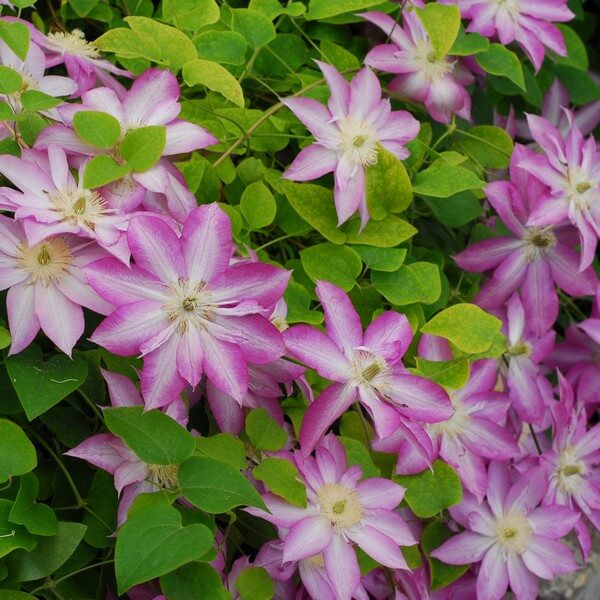 Clematis Asao (wielkokwiatowy) poj, 4l - obrazek 2
