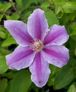 Clematis Bees Jubilee poj. p9/C1