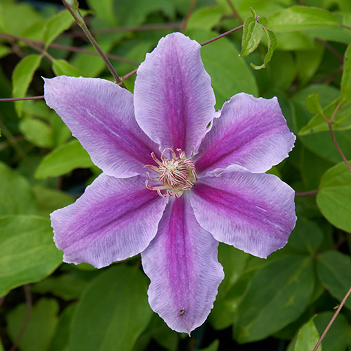 Clematis Bees Jubilee poj. p9/C1