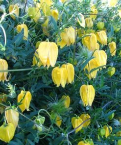 Alternative view of Clematis botaniczny 'Bill Mackenzie' poj. 2L