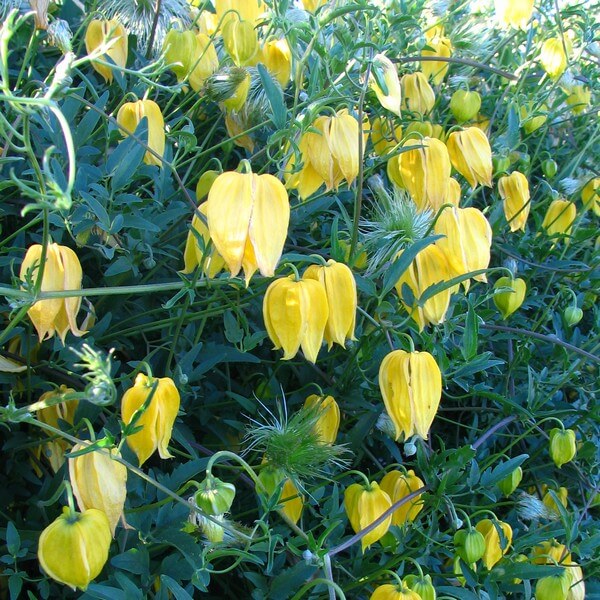 Clematis botaniczny 'Bill Mackenzie' poj. 2L - obrazek 2