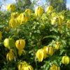Clematis botaniczny 'Bill Mackenzie' poj, 4L
