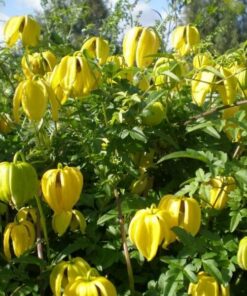 Clematis botaniczny 'Bill Mackenzie' poj. 2L