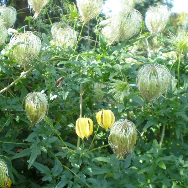 Clematis botaniczny 'Bill Mackenzie' poj, 4L - obrazek 3