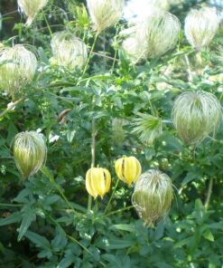 Clematis botaniczny 'Bill Mackenzie' poj. 2L - obrazek 3