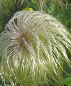 Clematis botaniczny 'Bill Mackenzie' P9/C1 - obrazek 4