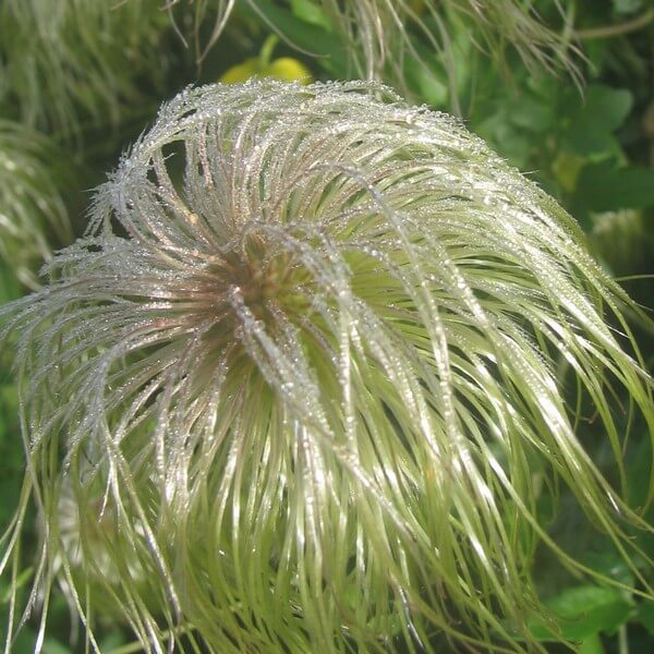 Clematis botaniczny 'Bill Mackenzie' P9/C1 - obrazek 4