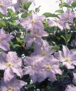 Clematis Błękitny Anioł (viticella) P9/C1 - obrazek 4