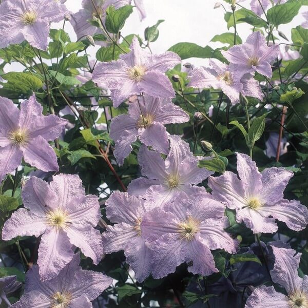 Clematis Błękitny Anioł (viticella) P9/C1 - obrazek 4