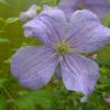 Clematis Błękitny Anioł (viticella) P9/C1