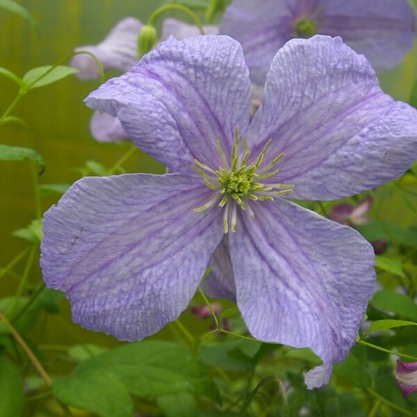 Clematis Błękitny Anioł (viticella) P9/C1
