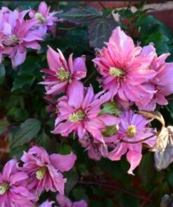 Alternative view of Clematis Montana 'Broughton Star' poj. 2L