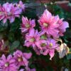 Clematis Montana 'Broughton Star' P9/C1