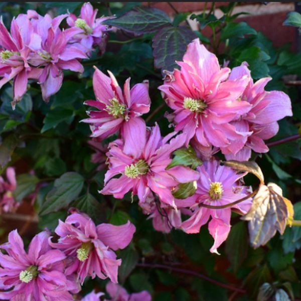 Clematis Montana 'Broughton Star' poj. 4L - obrazek 2