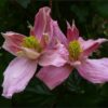 Clematis Montana 'Broughton Star' poj. 2L