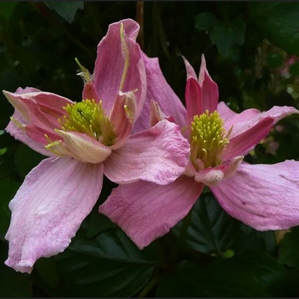 Clematis Montana 'Broughton Star' poj. 2L