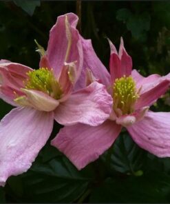 Alternative view of Clematis Montana 'Broughton Star' P9/C1