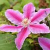 Clematis Carnaby (wielkokwiatowy) poj.2l