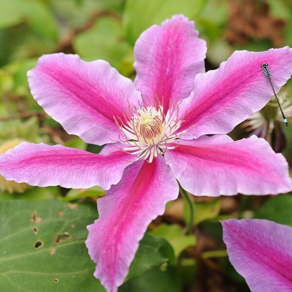 Clematis Carnaby (wielkokwiatowy) poj.2l