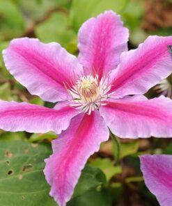 Clematis Carnaby (wielkokwiatowy) P9/C1 - obrazek 4