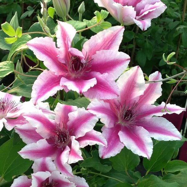 Clematis Carnaby (wielkokwiatowy) poj.2l - obrazek 3