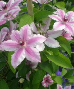 Alternative view of Clematis Carnaby (wielkokwiatowy) P9/C1