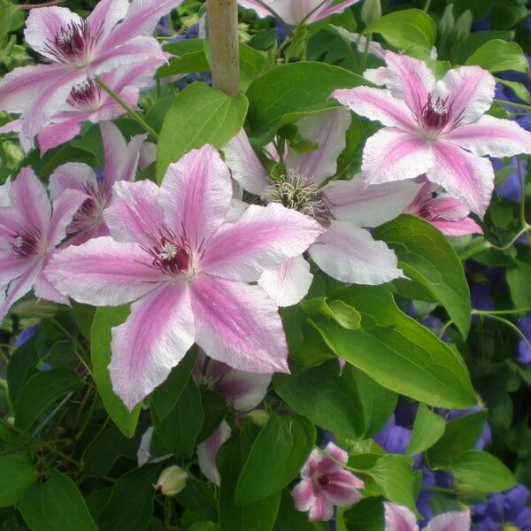 Clematis Carnaby (wielkokwiatowy) P9/C1 - obrazek 2