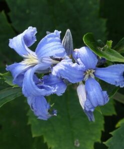 Alternative view of Clematis Cassandra (bylinowy) PACHNĄCY P9/C1