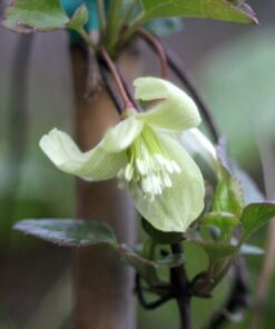 Clematis Cirrhosa 'Wisley Cream' P9/C1