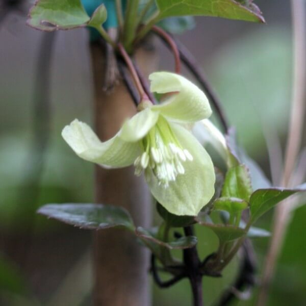 Clematis Cirrhosa 'Wisley Cream' poj. 2L