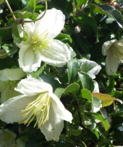 Clematis Cirrhosa 'Wisley Cream' poj. 2L - obrazek 3
