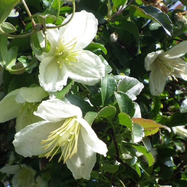 Clematis Cirrhosa 'Wisley Cream' poj. 2L - obrazek 3