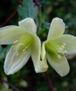 Alternative view of Clematis Cirrhosa 'Wisley Cream' P9/C1