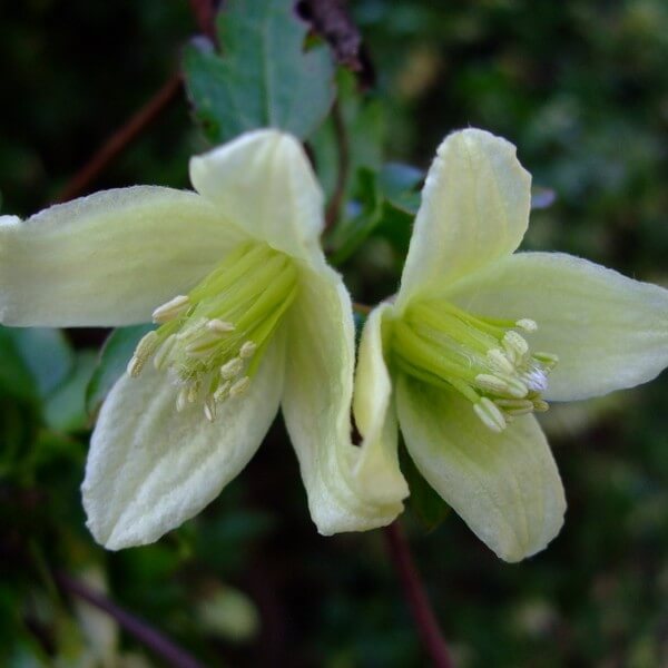 Clematis Cirrhosa 'Wisley Cream' poj. 2L - obrazek 2