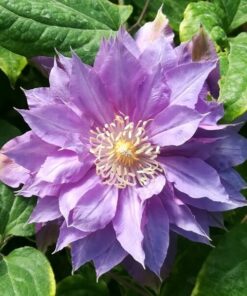 Clematis Daniel Deronda (wielkokwiatowy) PEŁNY P9/C1