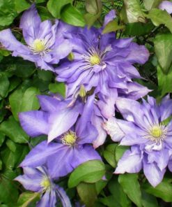 Clematis Daniel Deronda (wielkokwiatowy) PEŁNY P9/C1 - obrazek 4