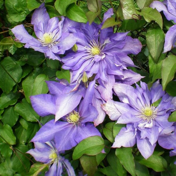 Clematis Daniel Deronda (wielkokwiatowy) PEŁNY poj. 4l - obrazek 3