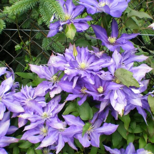 Clematis Daniel Deronda (wielkokwiatowy) PEŁNY P9/C1 - obrazek 3