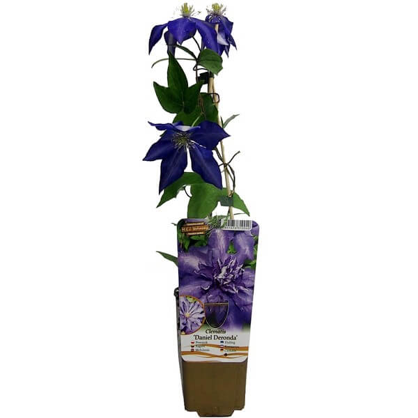 Clematis Daniel Deronda (wielkokwiatowy) PEŁNY poj. 4l - obrazek 2