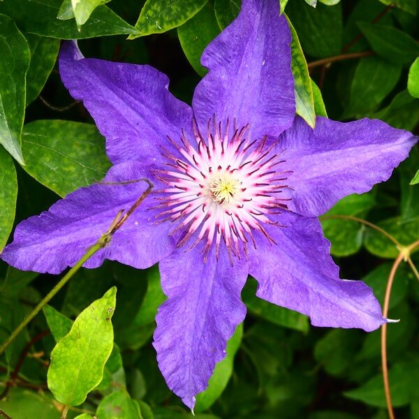 Clematis Dzieci Warszawy (wielkokwiatowy) poj,2l - obrazek 4