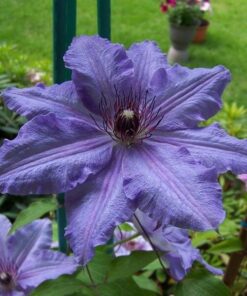Clematis Dzieci Warszawy (wielkokwiatowy) P9/C1 - obrazek 4