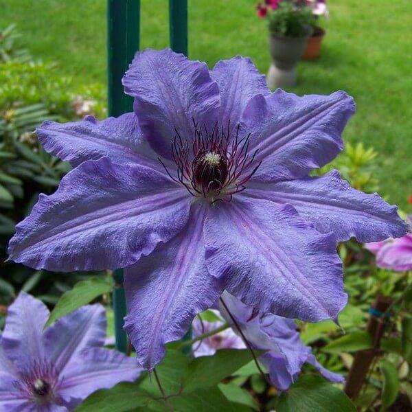 Clematis Dzieci Warszawy (wielkokwiatowy) P9/C1 - obrazek 4