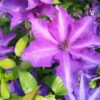 Clematis Dzieci Warszawy (wielkokwiatowy) poj,2l