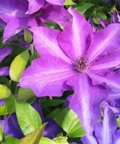 Clematis Dzieci Warszawy (wielkokwiatowy) P9/C1 - obrazek 3