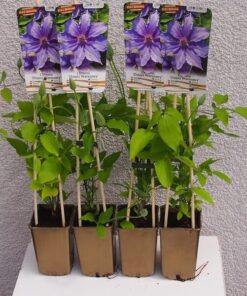 Alternative view of Clematis Dzieci Warszawy (wielkokwiatowy) poj,2l