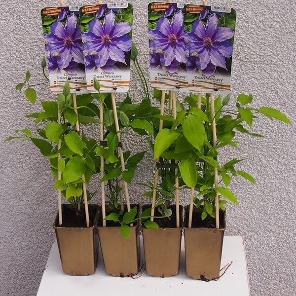 Clematis Dzieci Warszawy (wielkokwiatowy) poj,2l - obrazek 2