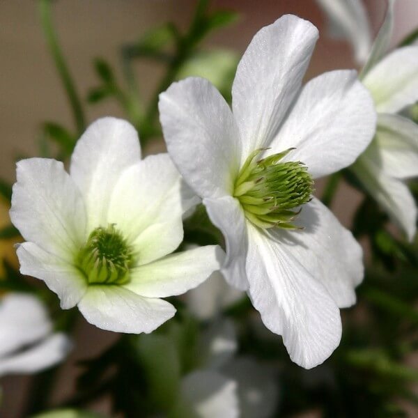 Clematis botaniczny Early Sensation poj. 2L - obrazek 3