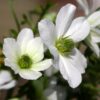 Clematis botaniczny Early Sensation P9/C1