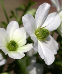 Clematis botaniczny Early Sensation poj. 4L - obrazek 3
